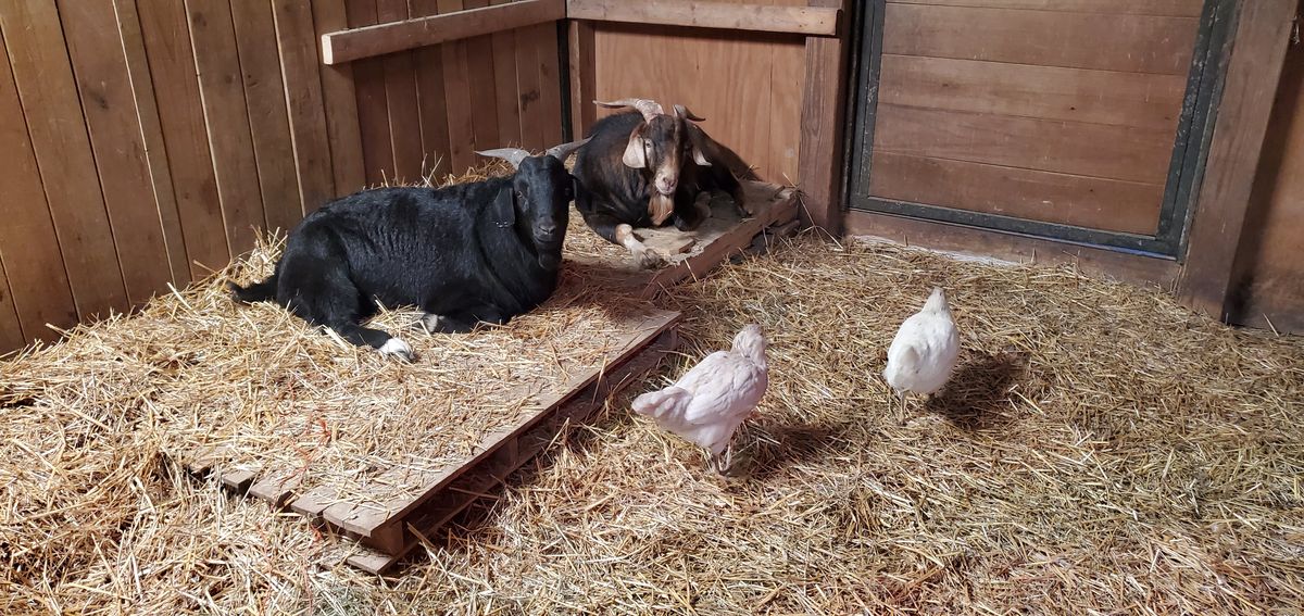 Snuggled side by side on the straw with chickens keeping them company, these two barn buddies know how to stay warm and content on a cold winter day.