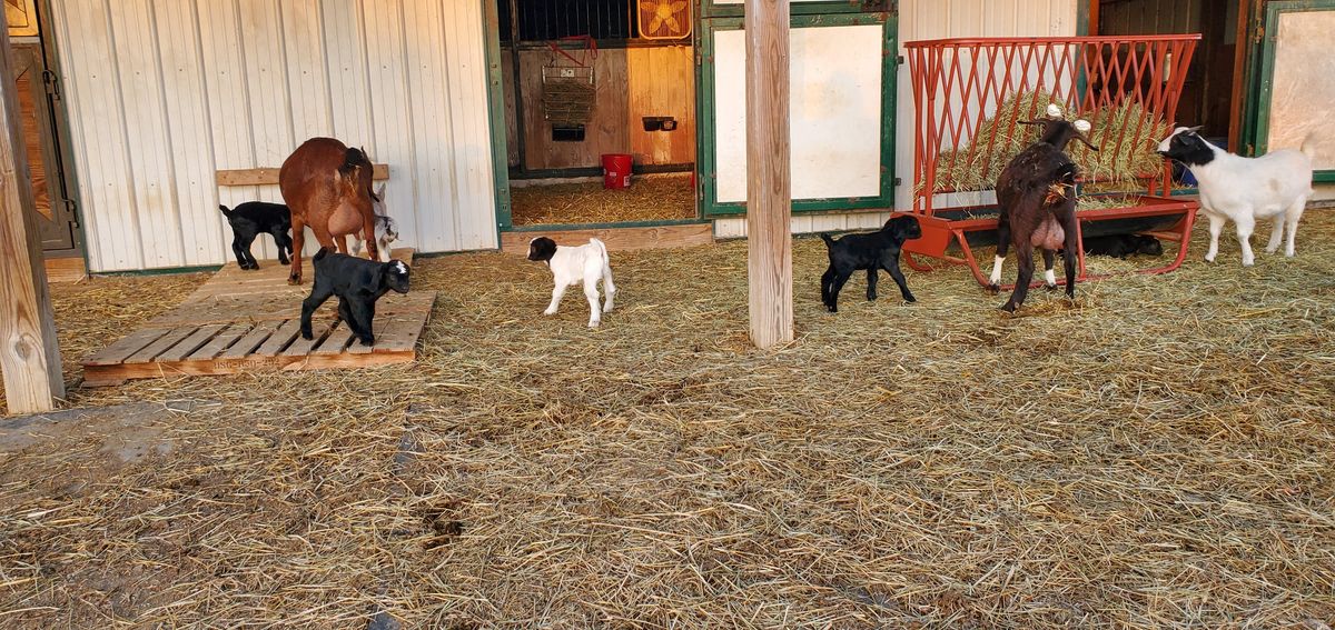 The barn is bursting with new life as does and their tiny kids fill the space -- little black, white, and spotted babies bouncing around while mama goats keep a watchful eye.