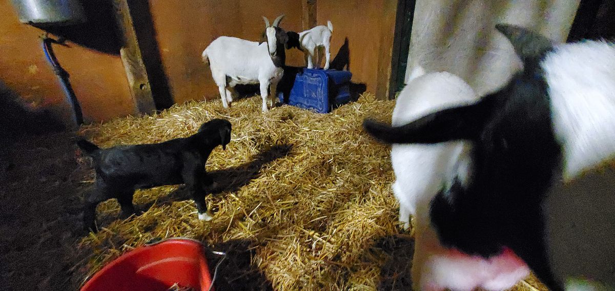 A cozy winter nursery in the barn with black and white kids clustering near mama under the warm glow, everyone settling in on the straw for the evening.