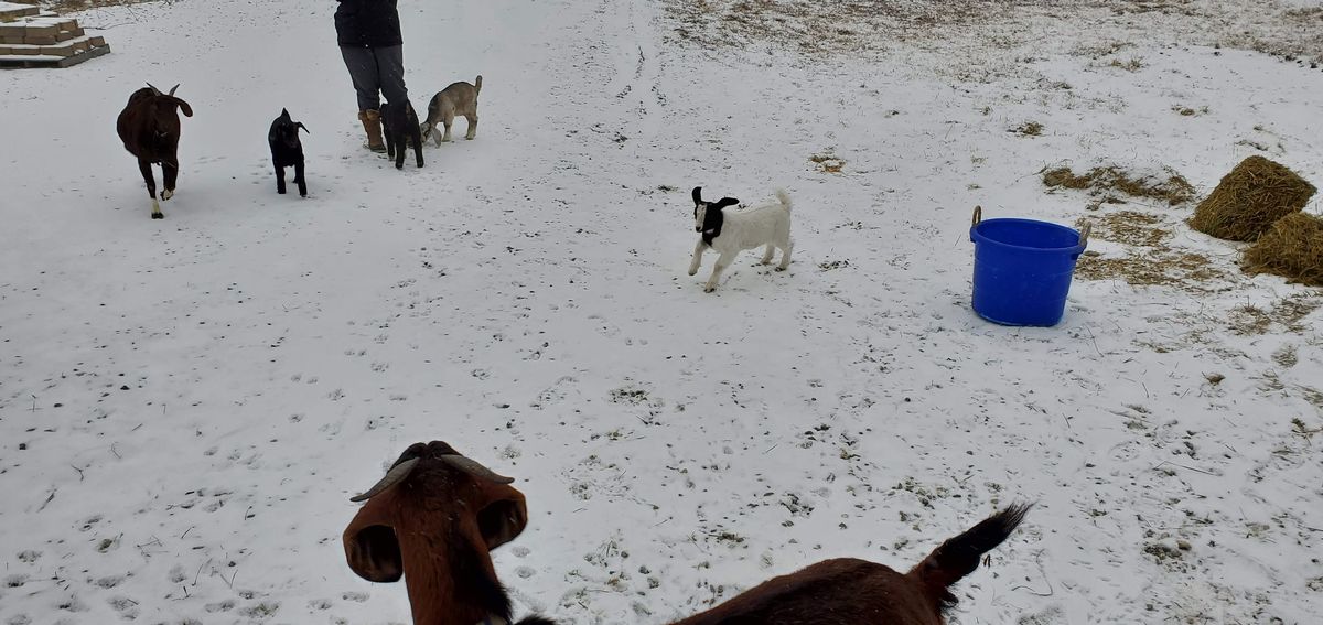 Snow day on the farm as the herd ventures out into the white-covered pasture, with spotted and brown kids bravely exploring alongside the grown-ups in the February chill.