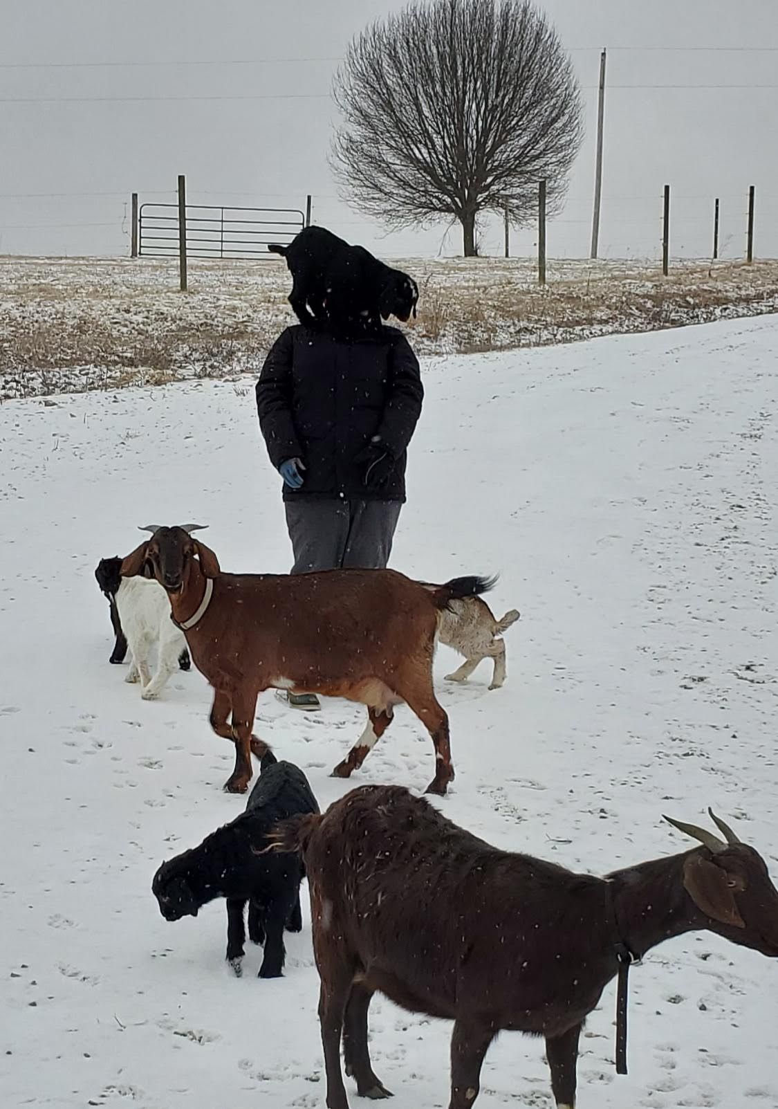 Laura walks through the snowy pasture with her faithful herd following close behind, a quiet winter moment that shows the deep bond between a farmer and her goats.