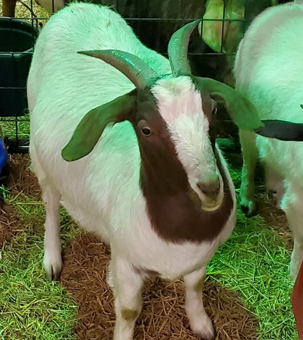 This handsome white and brown goat stares right into the camera with those soulful eyes and gorgeous curved horns, looking absolutely regal.