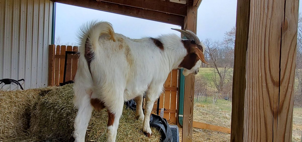 A beautiful white and brown doe stands in the open barn doorway, gazing out at the early spring landscape with the hay bale close by for a quick nibble.
