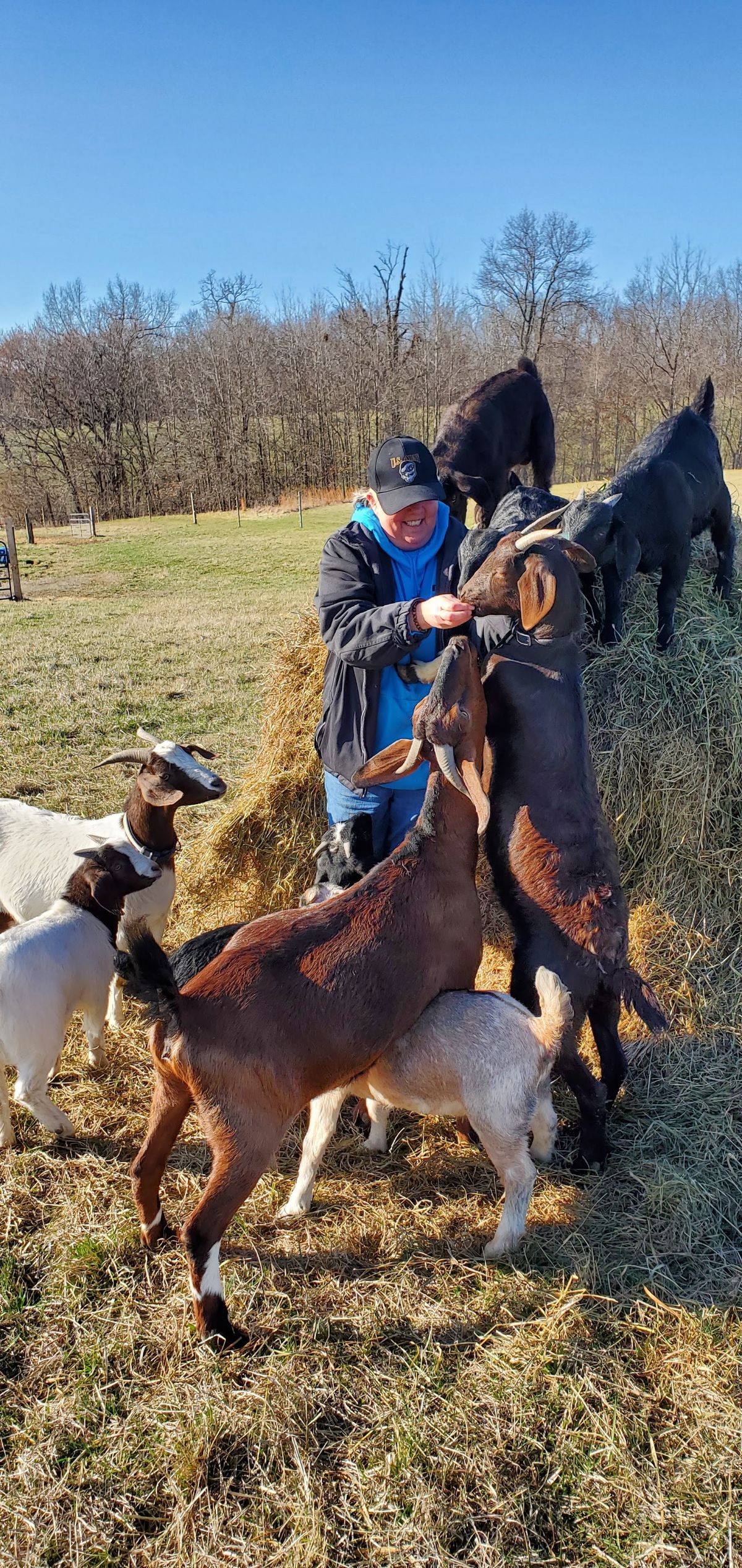 Kevin sits in the pasture surrounded by the entire herd on a beautiful clear March day, every goat pressing in close for attention and treats around the hay bale.