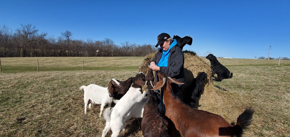 Deanna is completely mobbed by adoring goats of every color under a brilliant blue sky, with even the cattle coming over to see what all the fuss is about.