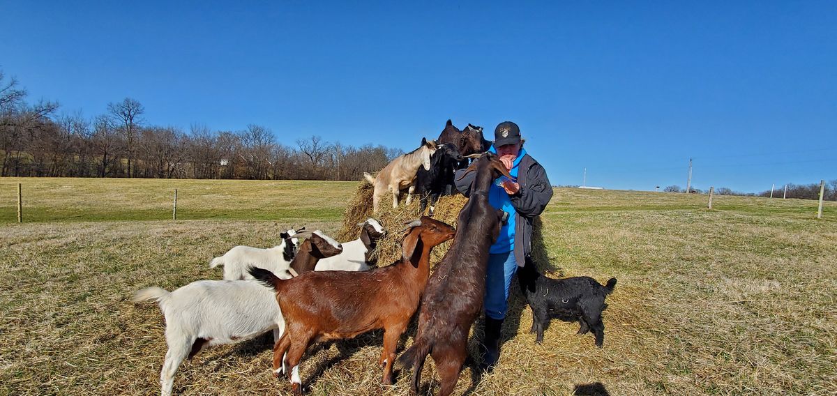 Feeding time in the open pasture as Deanna tends to the herd gathered around the hay, a patchwork of brown, black, and white coats against the wide Missouri sky.