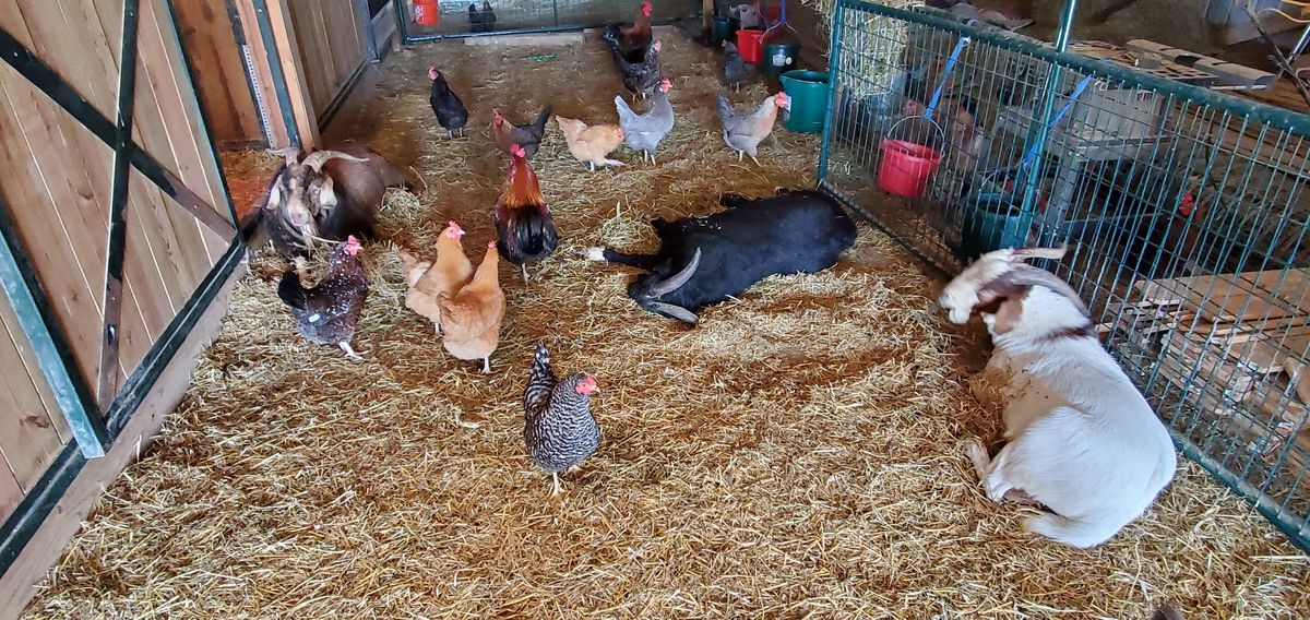 Goats and chickens sharing the barn in perfect harmony -- the does rest peacefully on the straw while a colorful flock of hens mingles freely among them.