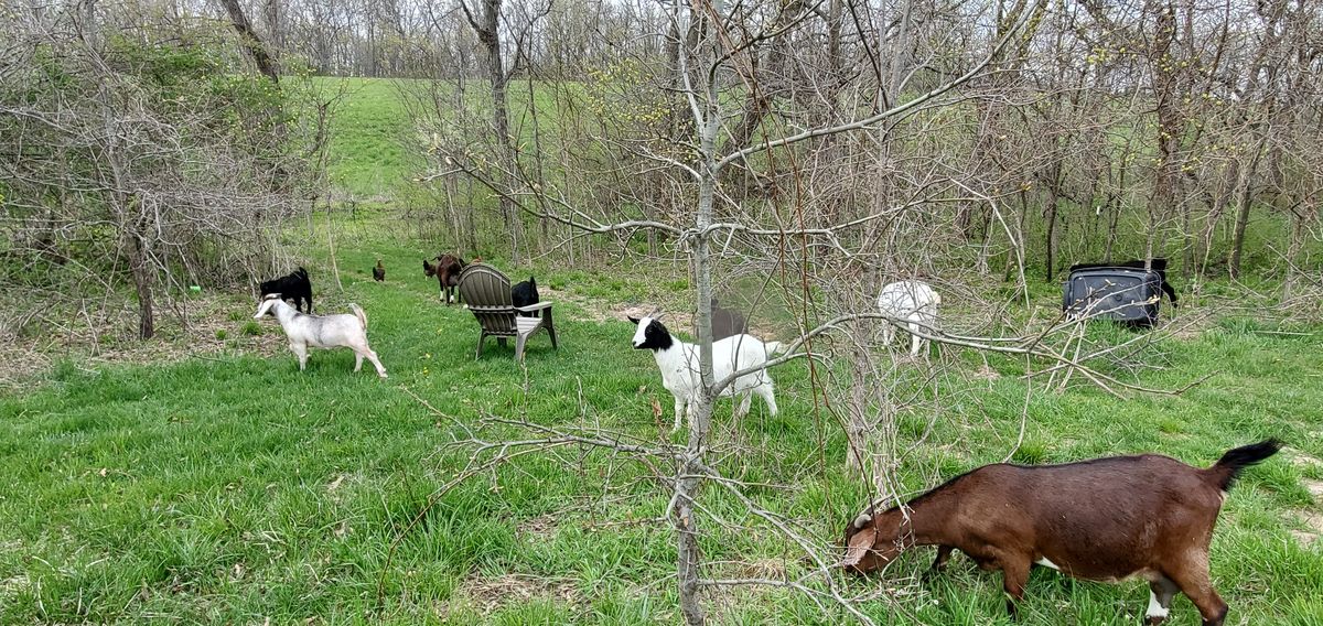 The herd spreads out through the fresh spring pasture, browsing among the budding trees and new green grass on a cool April afternoon.