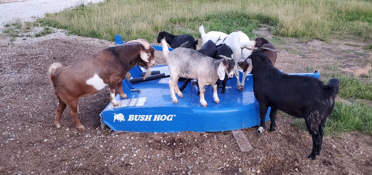 The whole gang has piled onto the blue Bush Hog mower, because why graze when you can claim the farm equipment as your personal hangout on a summer evening.