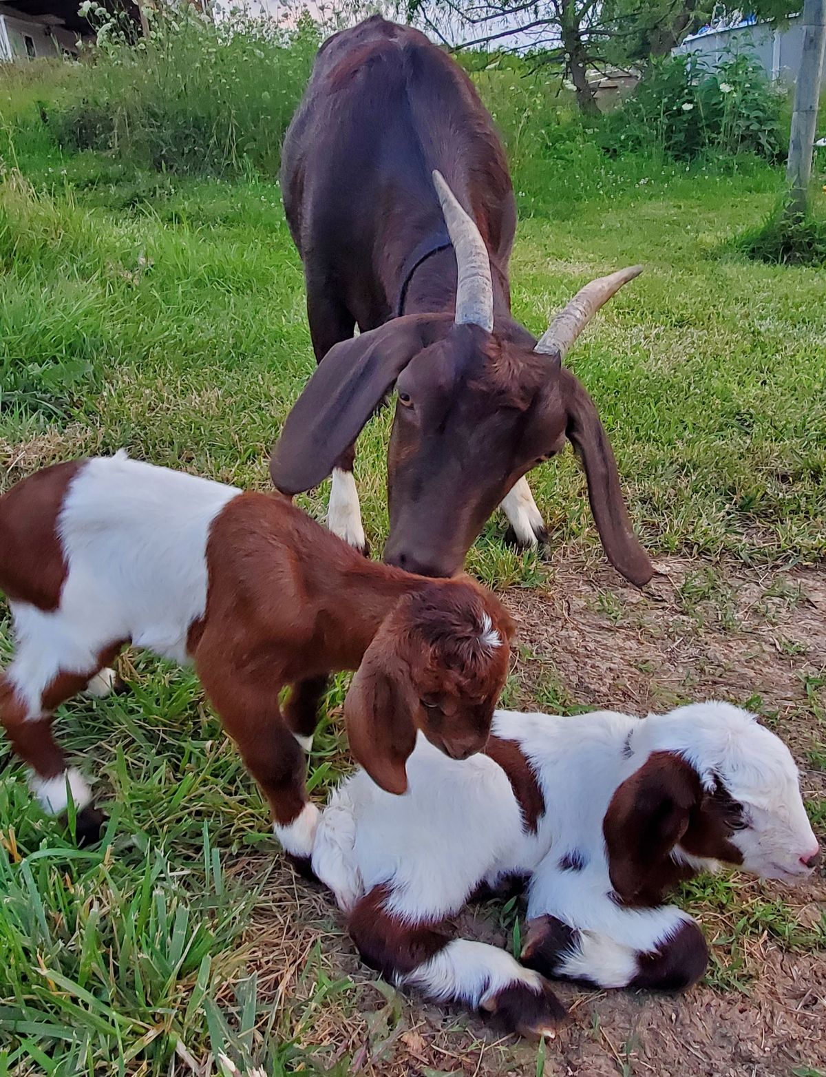 A dark-coated mama with magnificent horns gently nuzzles her newborn kids, one brown and one spotted white, in this tender moment of pure maternal love.