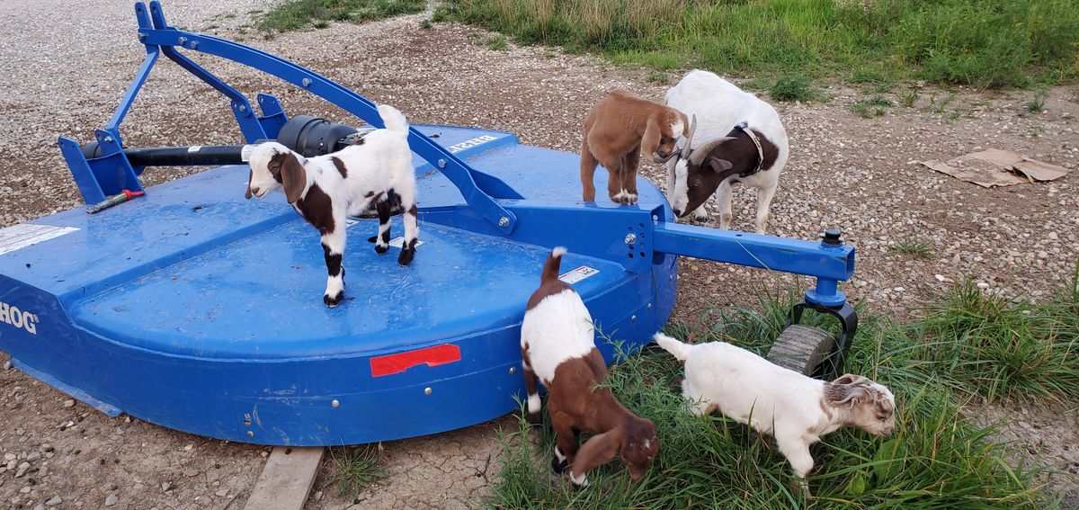 The kids have turned the blue Bush Hog mower into their personal playground, with spotted and brown little ones climbing on and jumping off in pure summer joy.