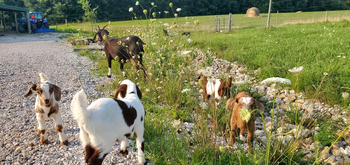 A parade of kids and does wander along the gravel drive past the wildflowers on a golden July evening, with hay bales dotting the green field beyond.