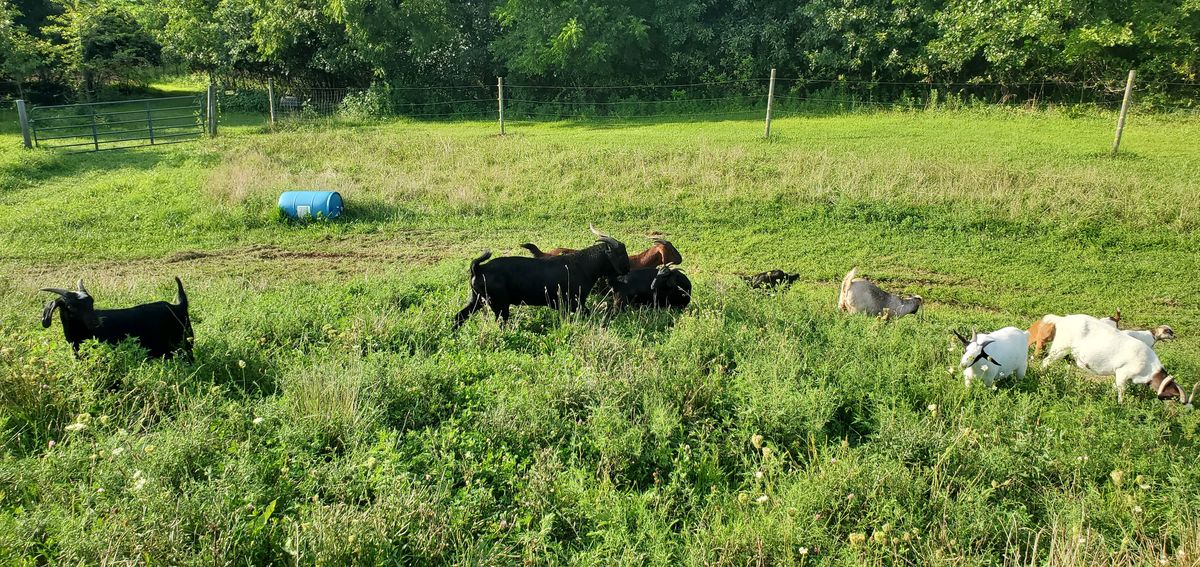 A lazy August afternoon as the herd lounges in the lush green pasture, stretched out and completely at peace in the warm summer air.