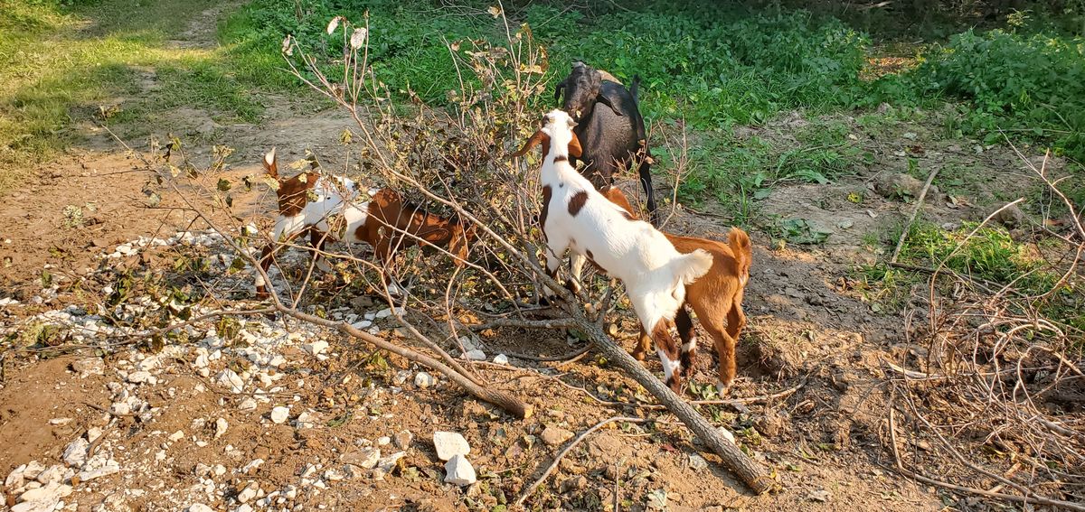 The herd works together to strip the leaves from a fallen branch, a group effort of brown, white, and red goats tackling nature''s buffet in early fall.