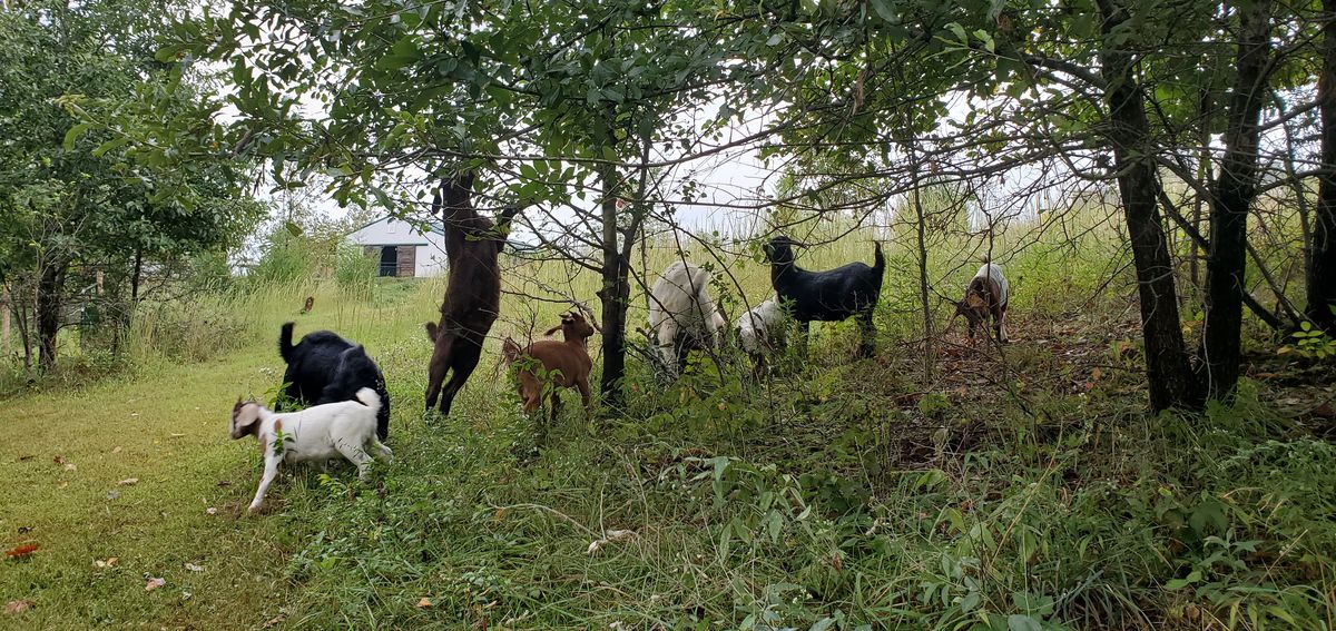The whole herd moves through the tree line on a misty September morning, a beautiful mix of colors weaving between the trunks like a painting come to life.