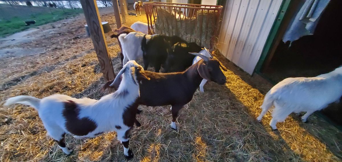 The herd gathers eagerly around the hay feeder by the barn at dusk, a patchwork of black, white, and brown coats jostling for the best spot on a spring evening.