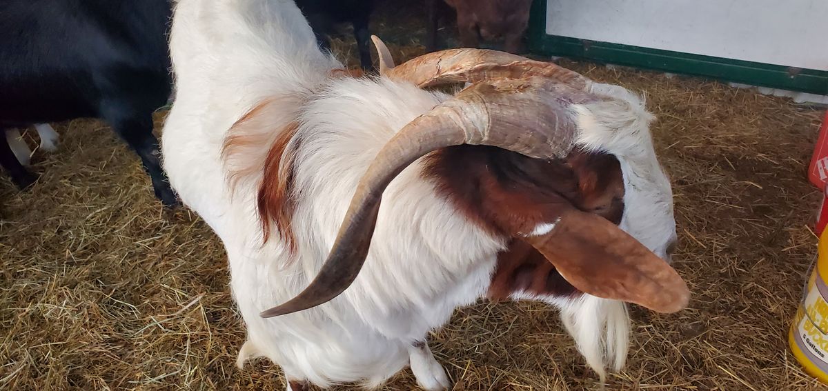 This magnificent buck with his massive curling horns and thick white coat dips his head to eat from the straw, every inch the proud patriarch of the herd.