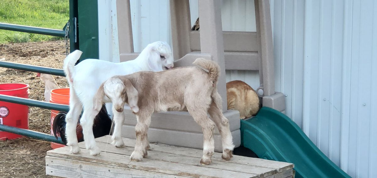 Two adorable kids -- one white, one tan -- stand side by side on the wooden porch of their little playhouse, with a cat friend peeking in from the side.