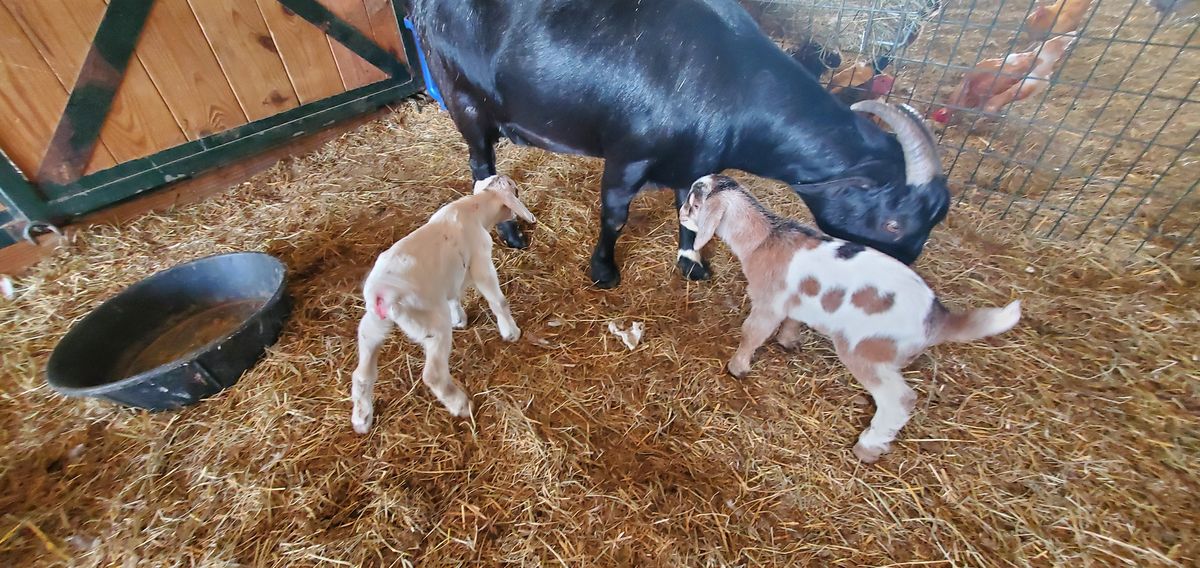 A big black mama goat watches over her two tiny newborn kids in the barn stall, the spotted little ones still wobbly on their legs and impossibly small.