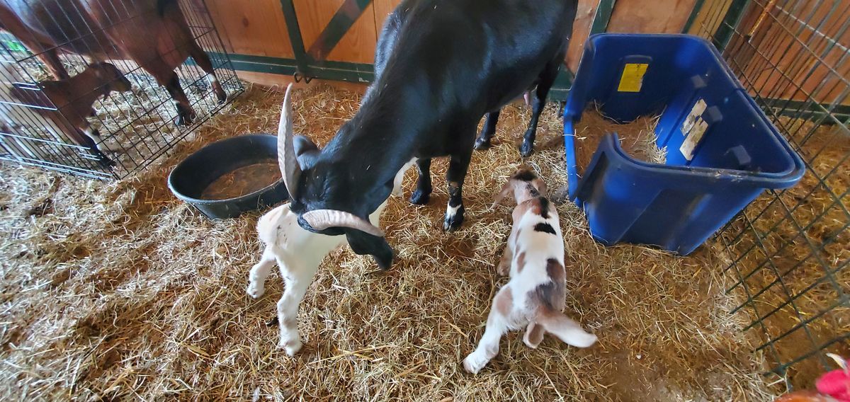 Newborn kids stay close to their dark-coated mama in the barn, one white and one spotted, already curious about the world just hours after arriving.