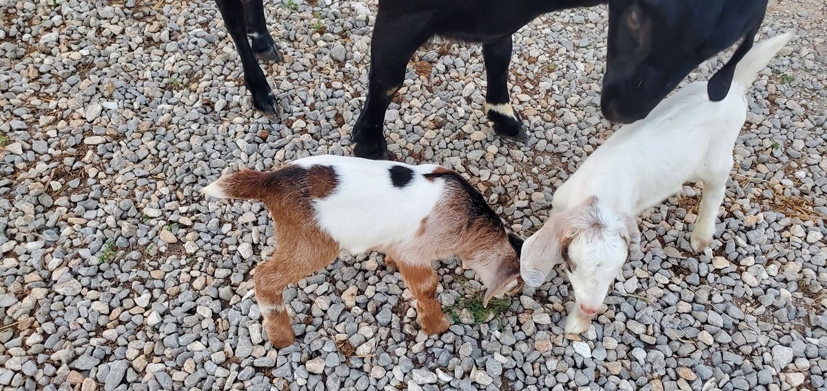 Two little kids -- one brown and white, one cream-colored -- greet each other nose to nose on the gravel, surrounded by the protective legs of the grown-ups.