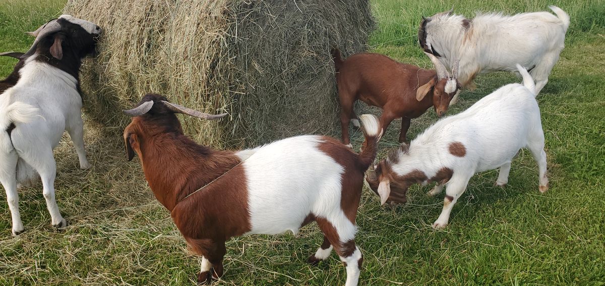 The whole herd digs into a round hay bale in the green pasture, a colorful circle of brown, white, and black coats all sharing the summer feast.