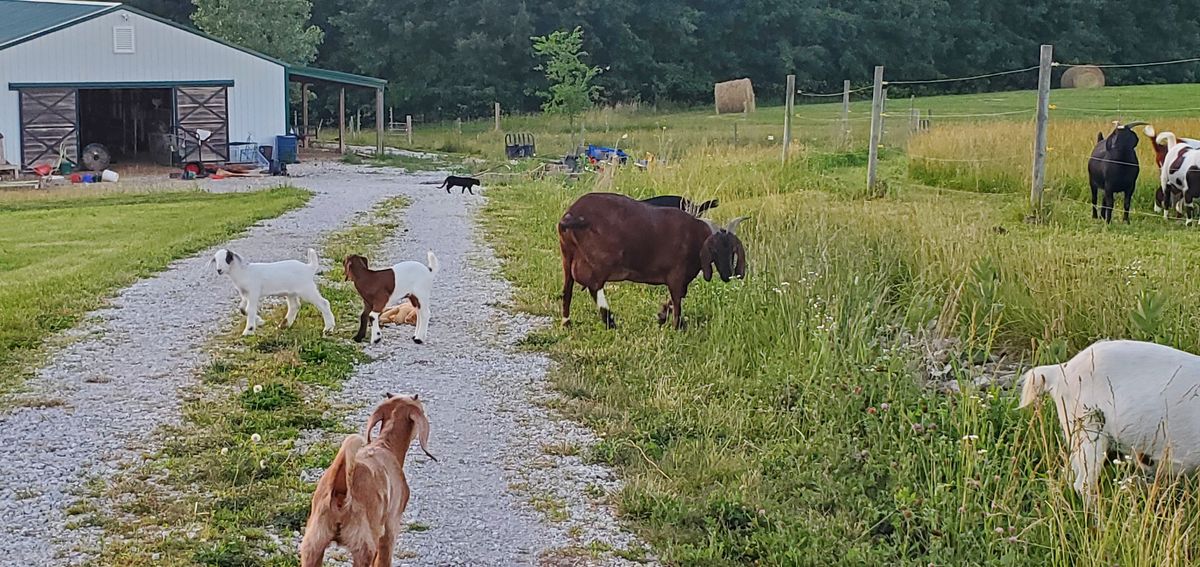 A summer evening stroll as the herd spreads across the farm drive, kids trotting alongside does, with the barn and green pastures stretching out in the background.