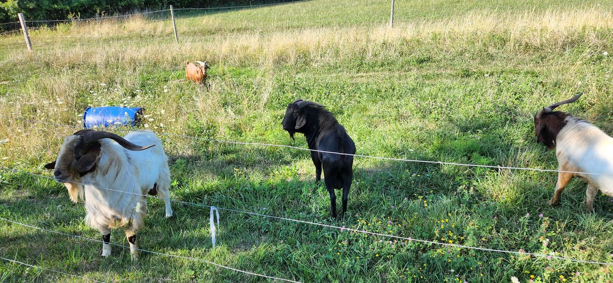 Three goats graze along the fence line on a warm July afternoon, their varied coats of gray, black, and brown standing out against the bright summer green.