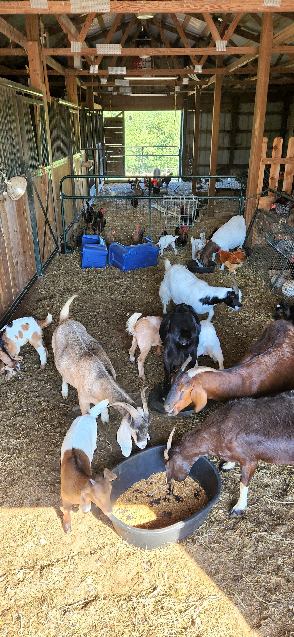 The whole herd gathers around the hay in the barn, a beautiful mosaic of brown, black, white, and spotted coats all pressing in together for a Saturday morning meal.