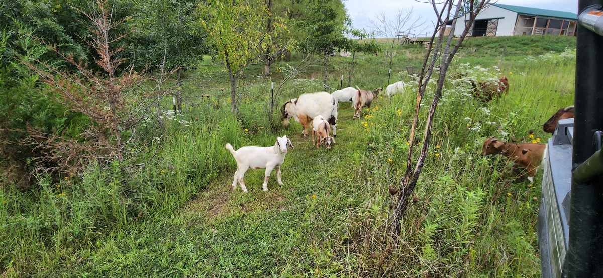 The herd browses through the overgrown summer pasture near the barn, a white kid pausing to look back at the camera while the rest keep nibbling their way forward.