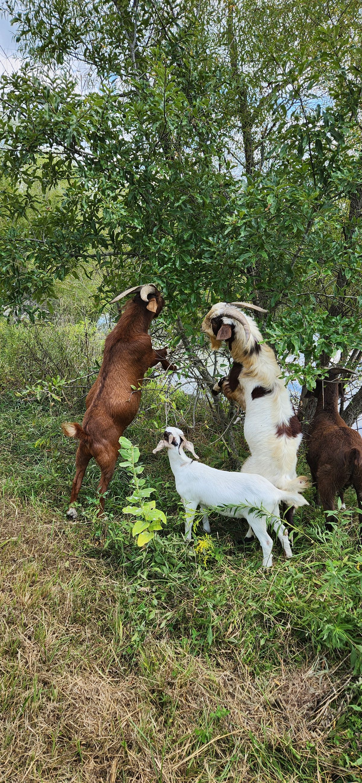 Three goats work together to browse the brush in the late summer greenery, reaching up into the branches with that determined goat spirit we all love.