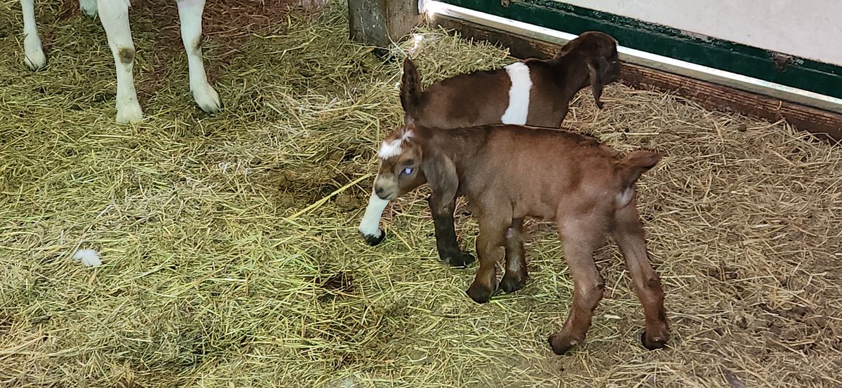 Two precious newborn kids -- one chocolate brown with a white blaze, the other brown and white -- take their very first steps on wobbly legs beside mama in the barn.