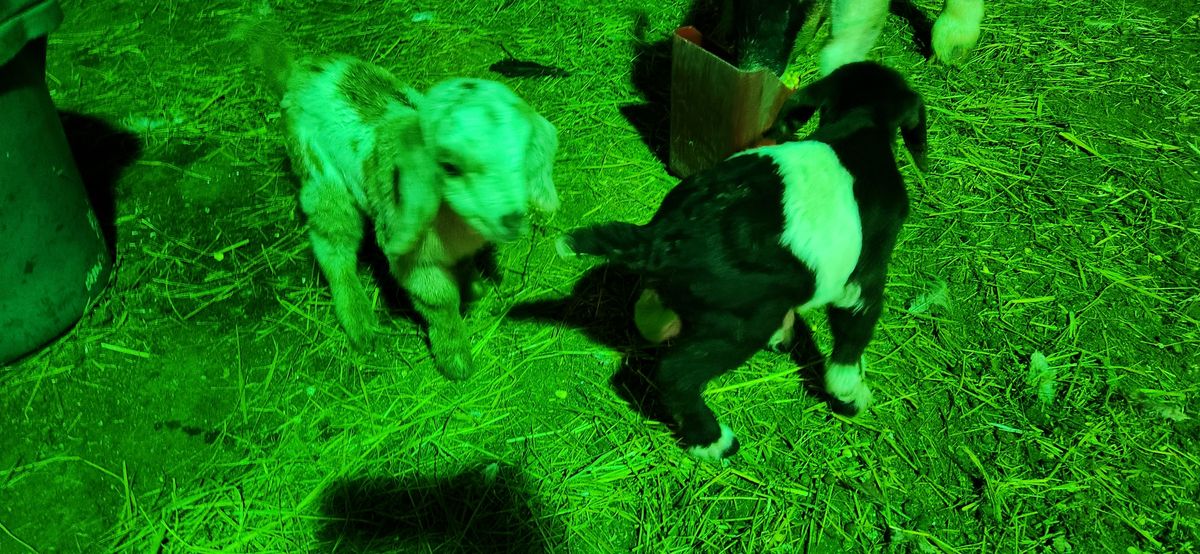 Tiny newborn kids huddle together under the warm green glow of the heat lamp on a cold December night, their little faces peeking out from the straw.