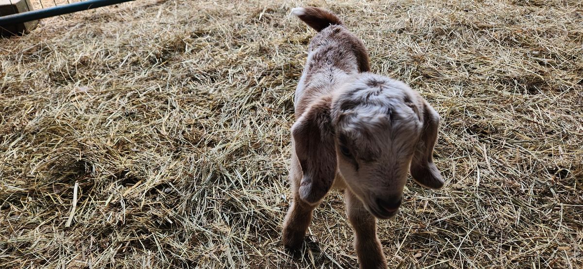 A sweet gray and brown newborn kid toddles across the hay on those impossibly long legs, ears flopping with every brave little step.
