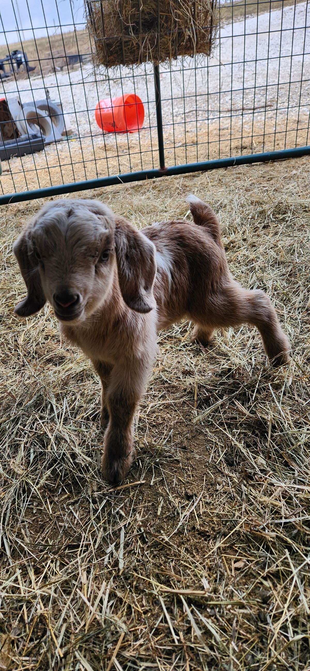 This adorable brown kid curled up in the hay looks up at the camera with the most trusting eyes, still so tiny and new to the world.