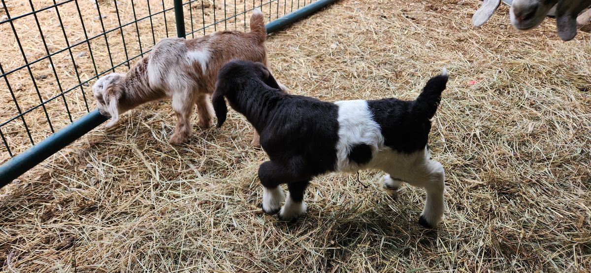 Two little kids -- one spotted brown and white, the other black and white -- explore their pen together, already best friends on their very first day.