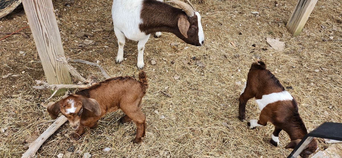 A brown and white mama keeps a loving eye on her two little ones resting in the winter hay, one brown and one brown-and-white, all three content and close.