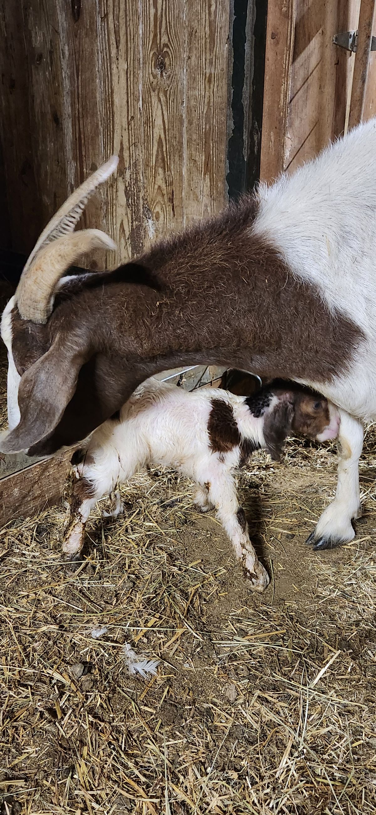 A mama goat nurses her spotted kid in the barn, the little one''s legs splayed out as it drinks eagerly -- there is nothing like a mother''s love.