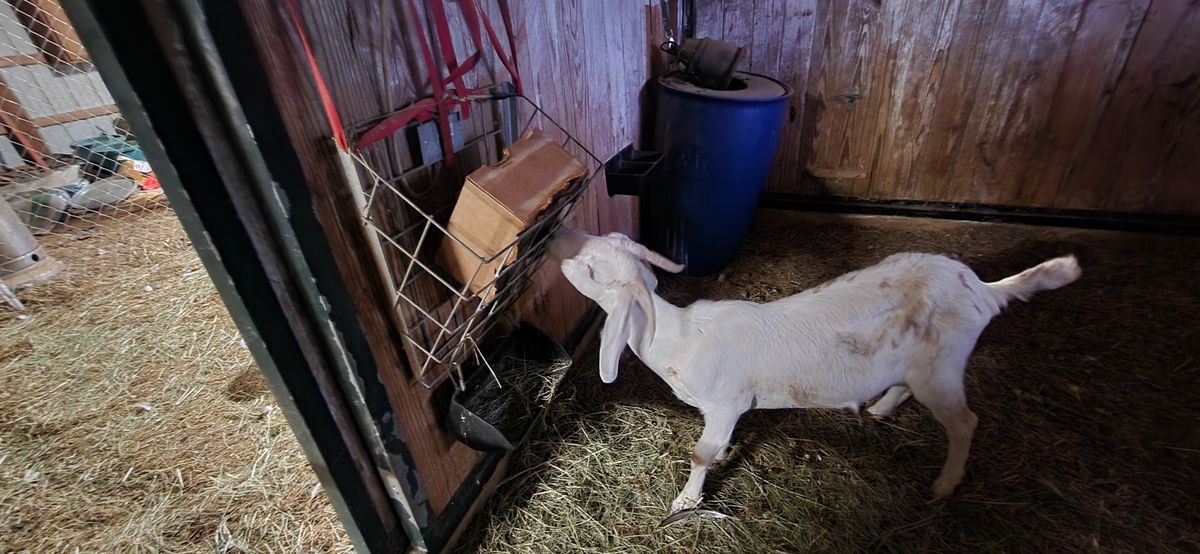 A pretty white doe stretches to reach the hay feeder in the barn on a summer evening, making sure she gets every last bit of that good stuff.