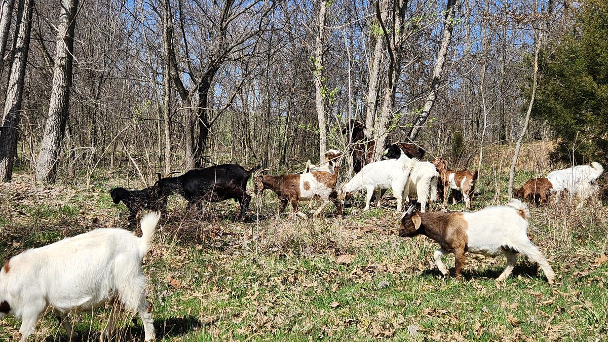 The whole herd roams through the woods on a beautiful spring afternoon, browsing the fresh undergrowth among the bare trees as the season begins to turn green again.